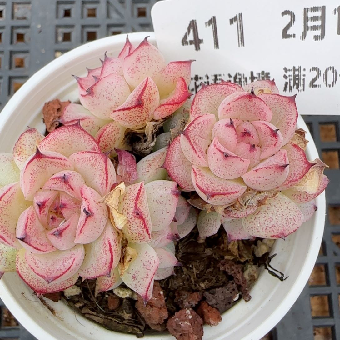 花语逸镜0215-411