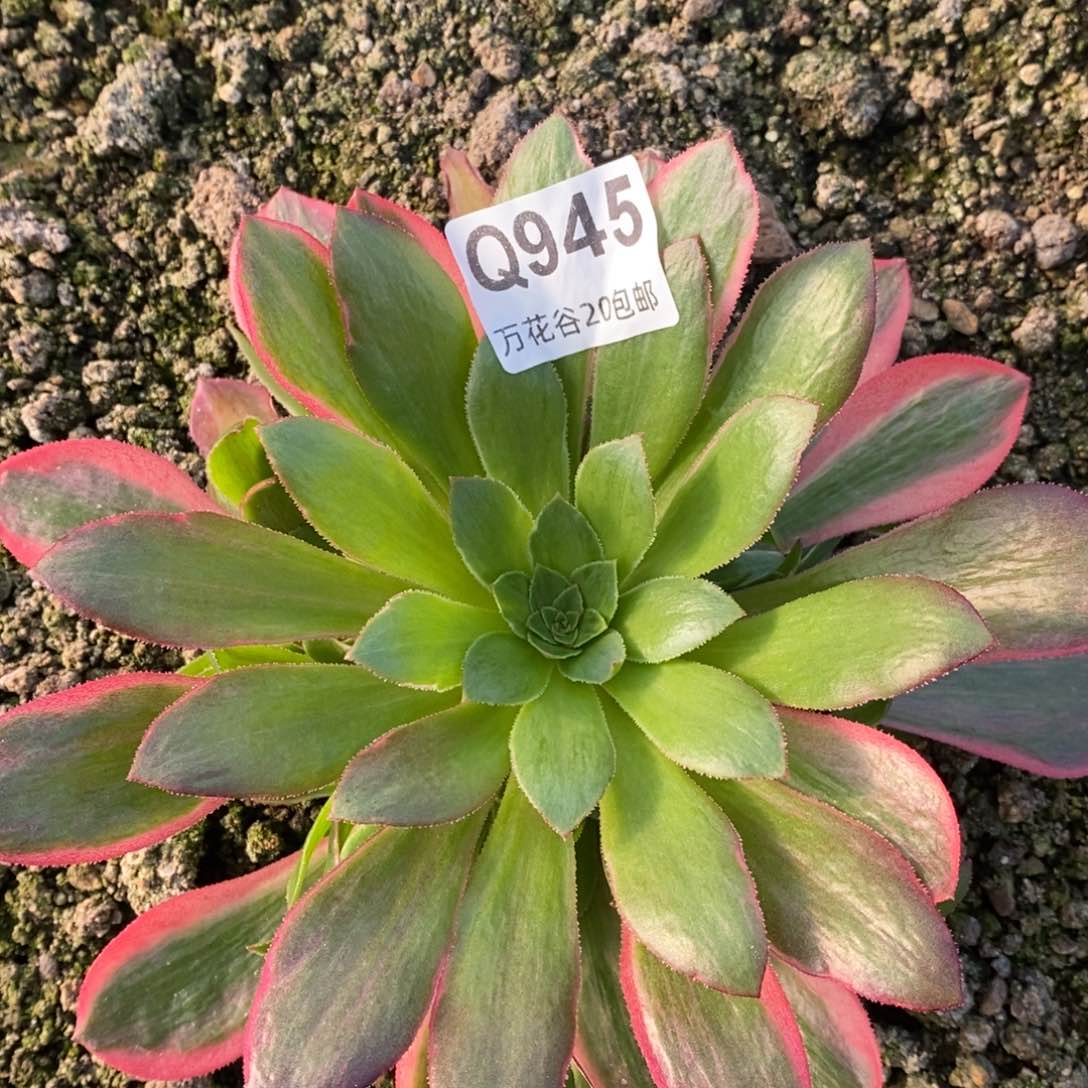 945粉女妖满崽15厘米量拍多肉