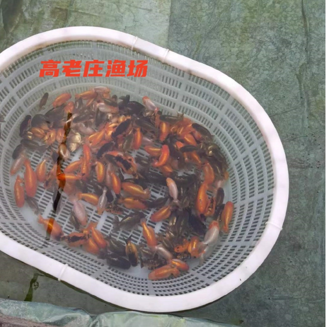 兰寿金鱼观赏鱼冷水鱼耐寒家养练手活体