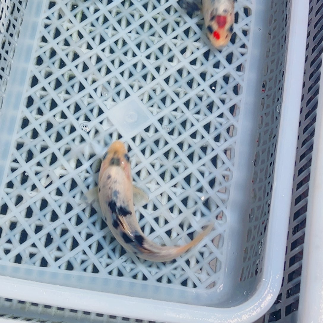 锦鲤锦鲤观赏鱼1111