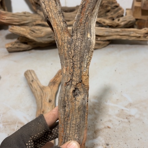大果紫檀（缅甸花梨）@***程