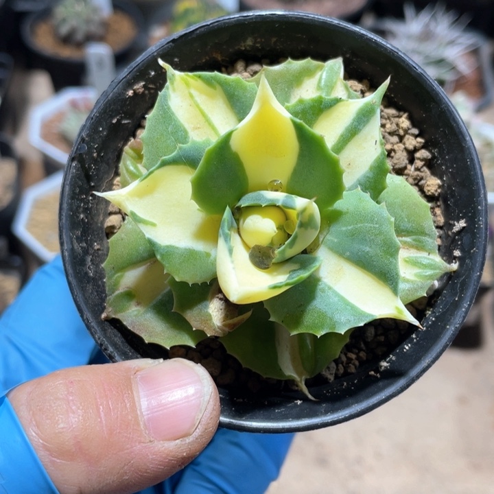 123处理黄中斑龙舌兰