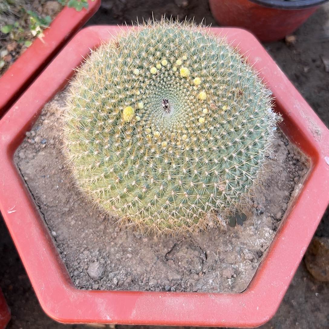 多肉植物绿三光球