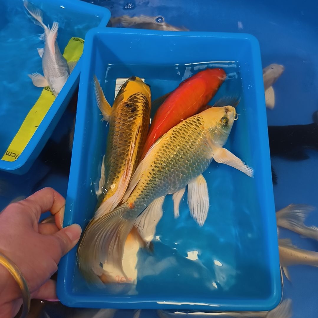 蝴蝶鲤鱼蝴蝶鲤3条