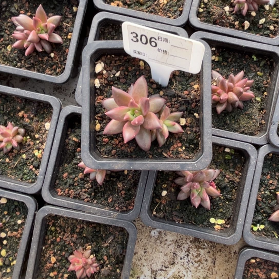 *****莉莉斯多肉植物306