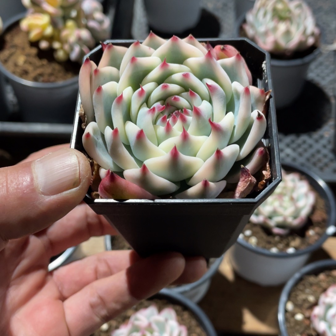 ?***?淘多肉吉娃娃锦一个