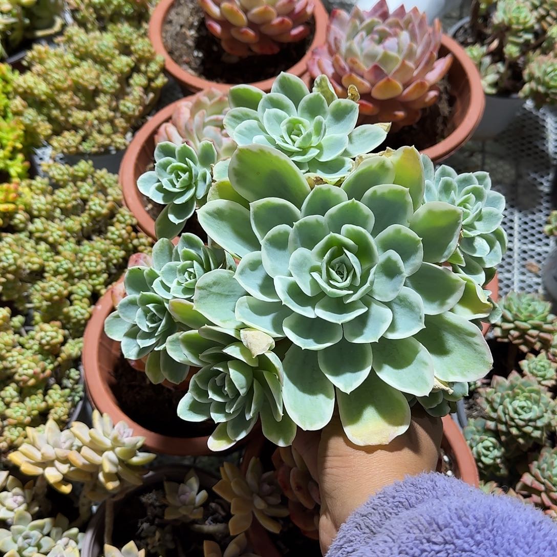 柠檬玫瑰锦多肉植物