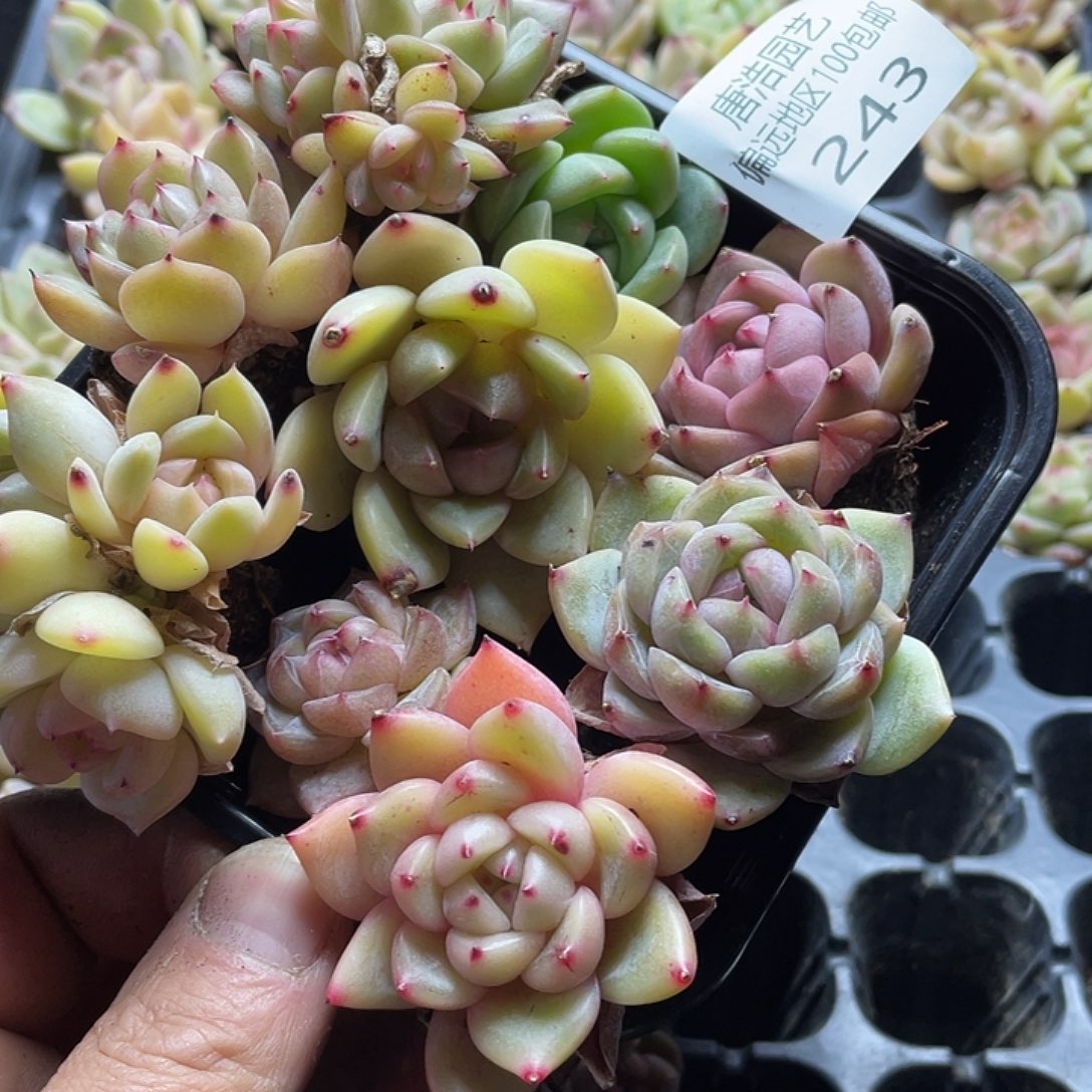 珍妮混一物一拍234