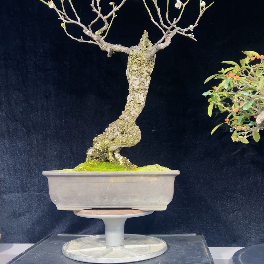 杂木盆景梅花一物一拍