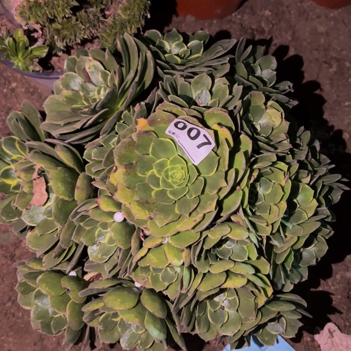 007多肉植物不售后