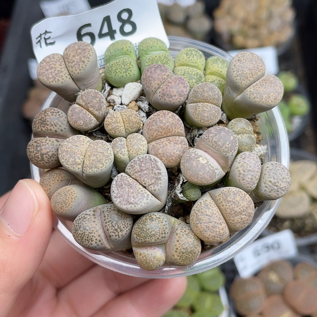 648000000花花花花花花