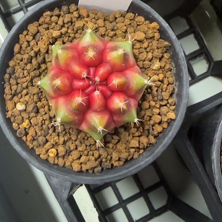 33-0208candy脱土发多肉