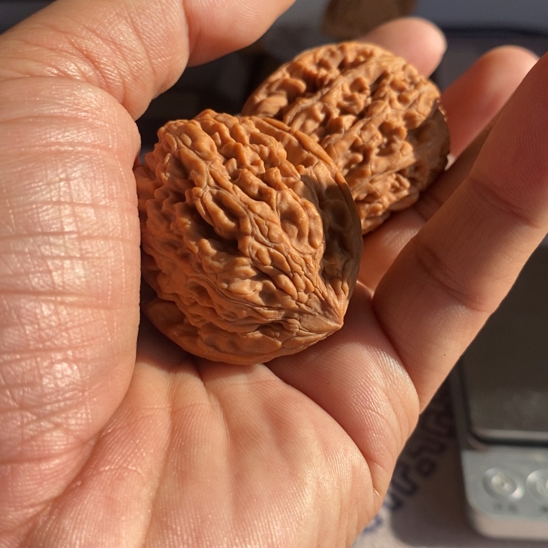A***E大叶紫檀（黑酸枝木类）文玩核桃粗筋蚂蚁