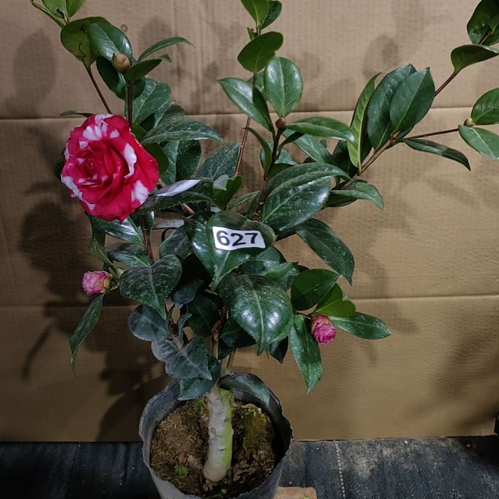 627女郎，姚黄，原盆原土发货