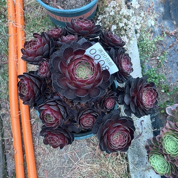 0008赤炎链多肉植物