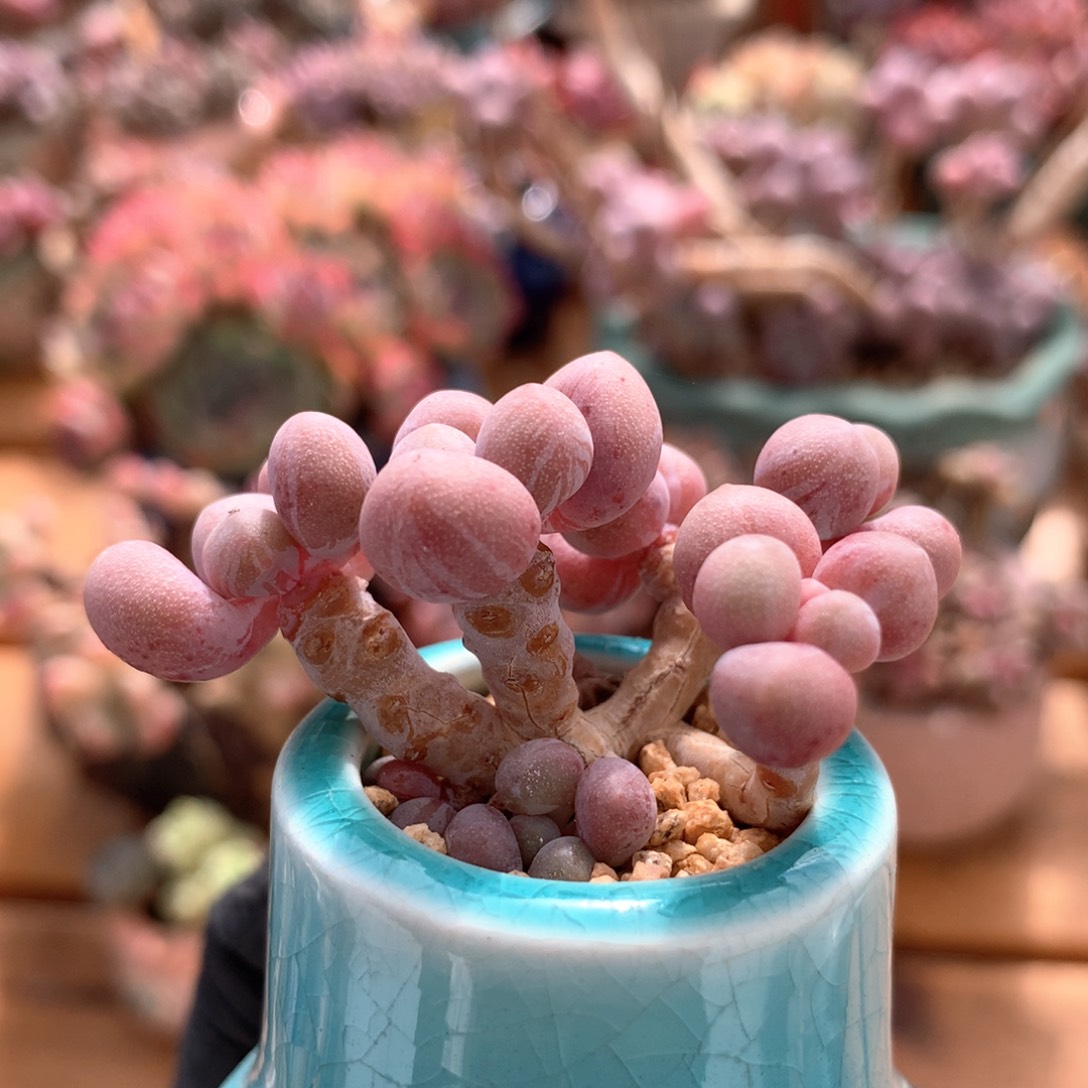 粉恋一物一拍 010