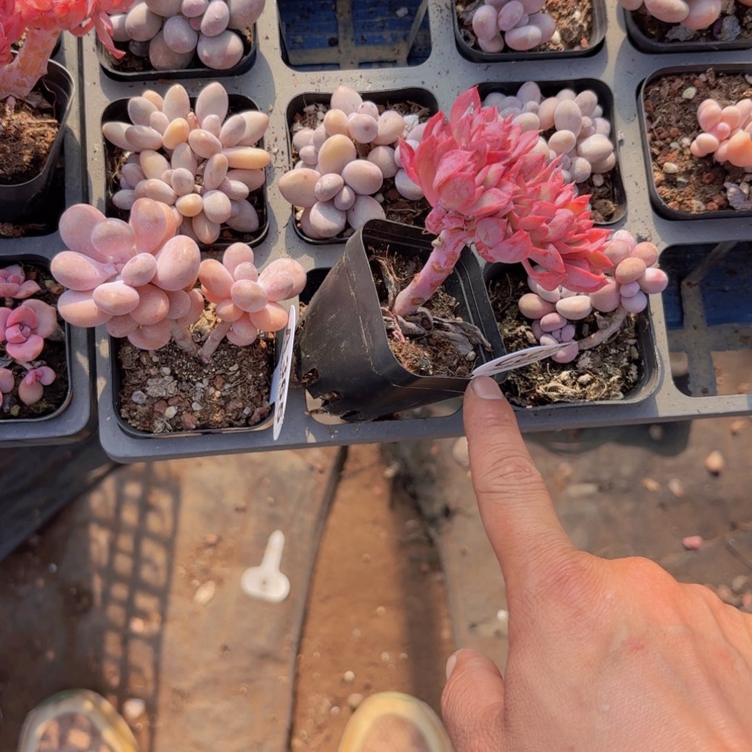 C827绮罗缀一物一拍