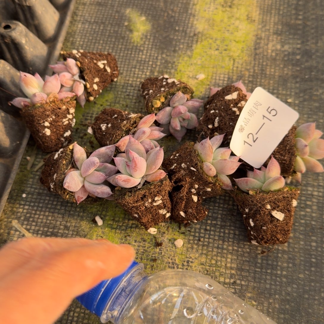 12-15卡罗拉十棵量拍发货72孔的