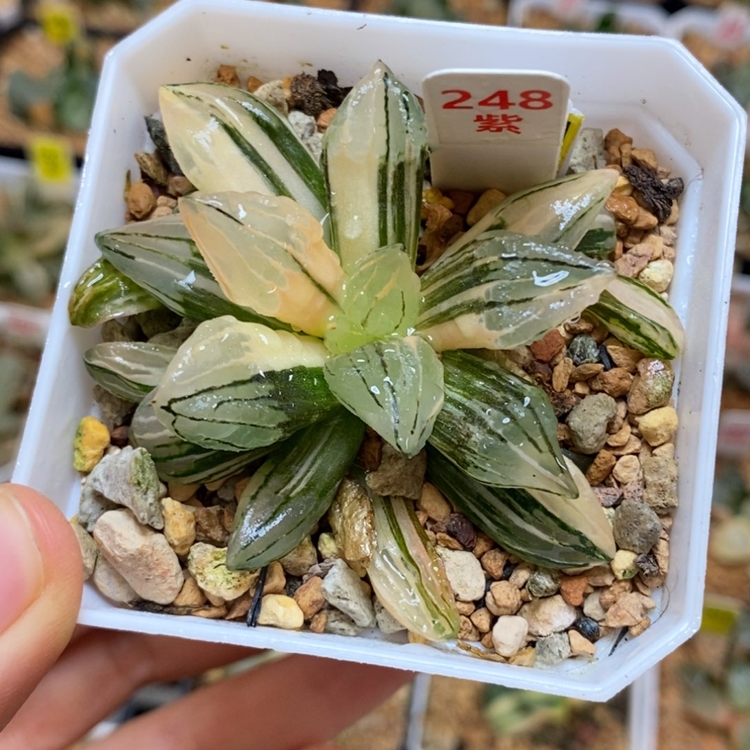 248西瓜寿多肉植物组合