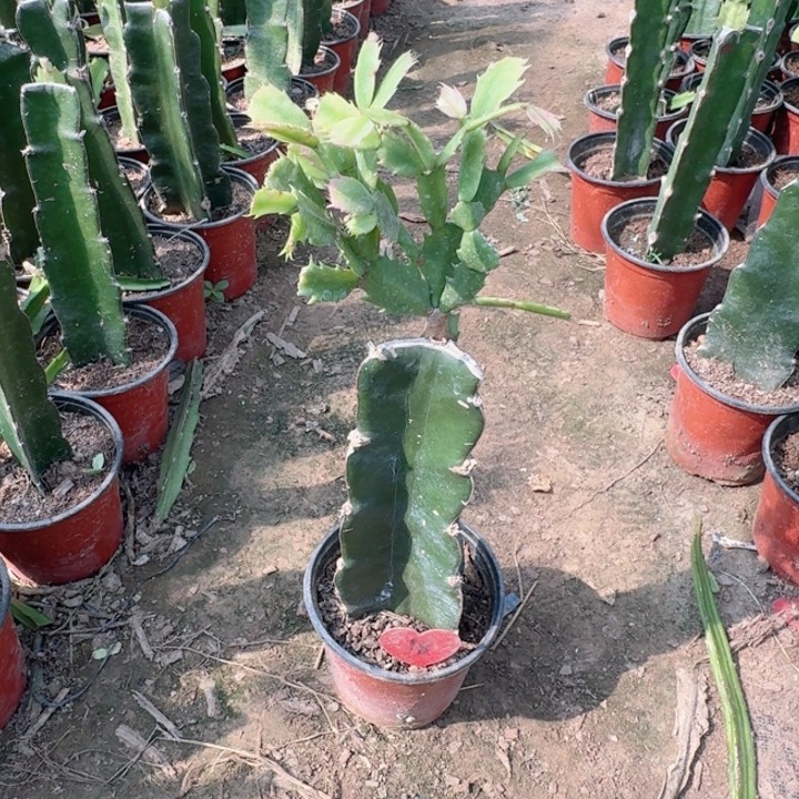 当前无花栽培后可以开花荷花妹妹18