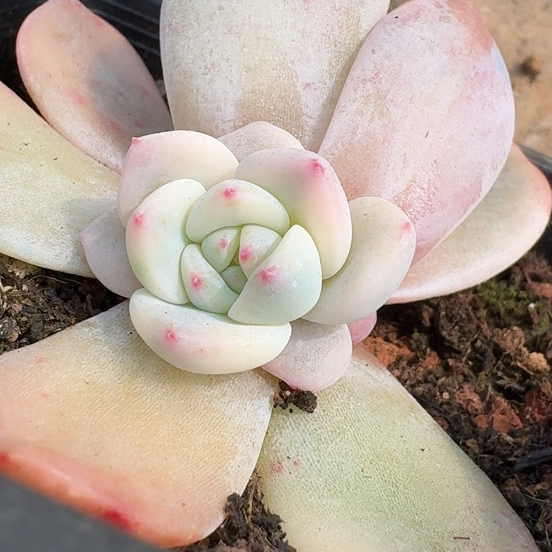 橙梦露底座一物一拍一物一拍