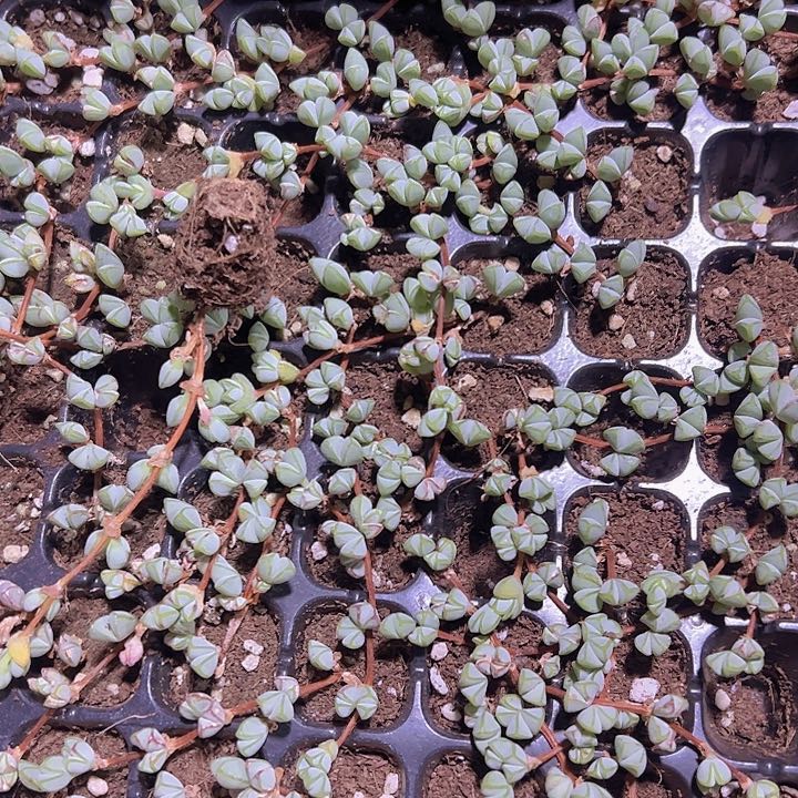 碧玉莲精品多肉植物