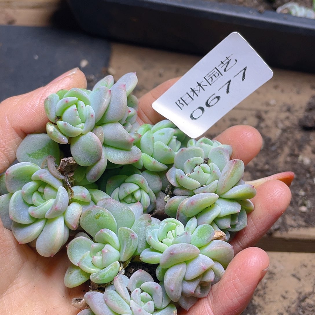 多肉植物多肉植物677