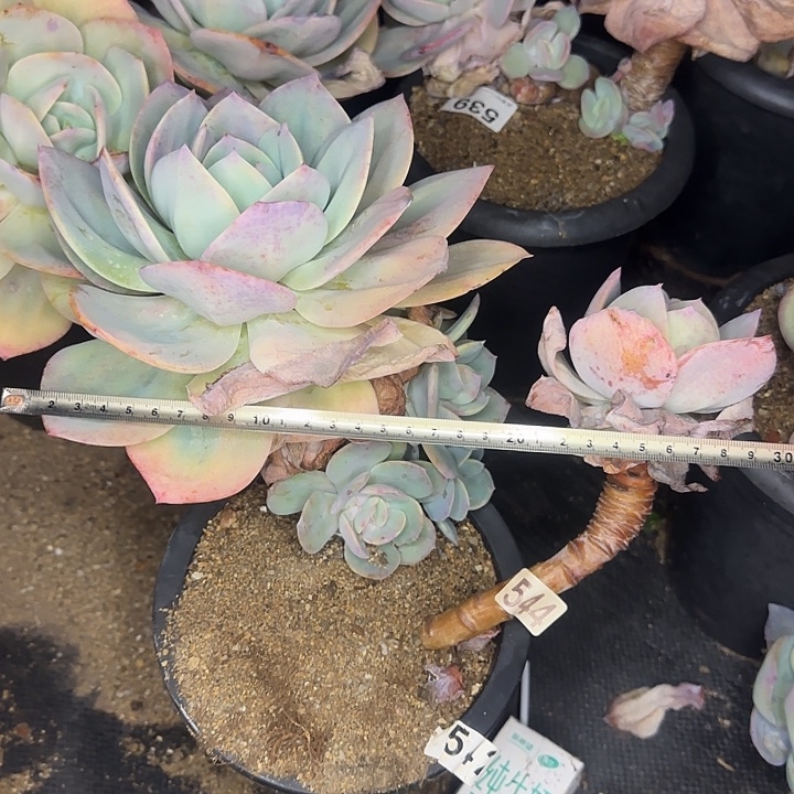 白凤370 多肉植物一物一拍