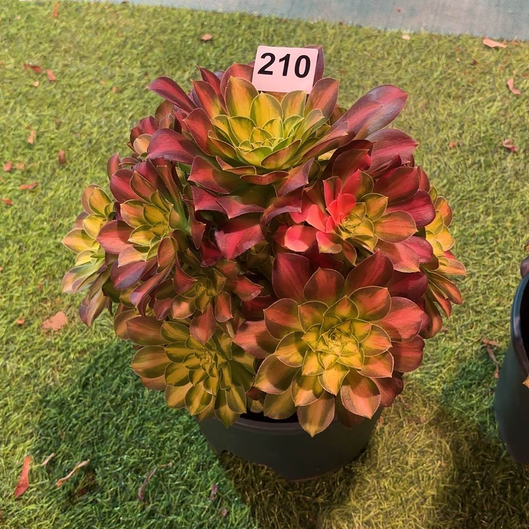 多肉法师韶华210