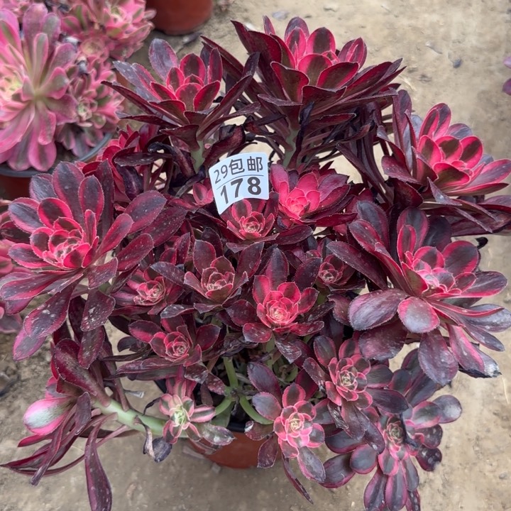 丽娜……多肉植物……