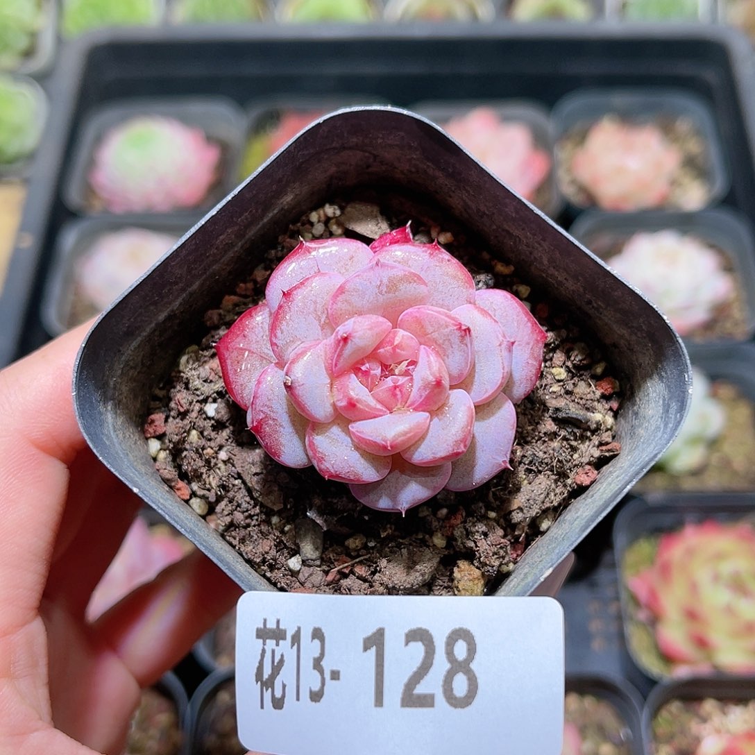 花利美13-128新品