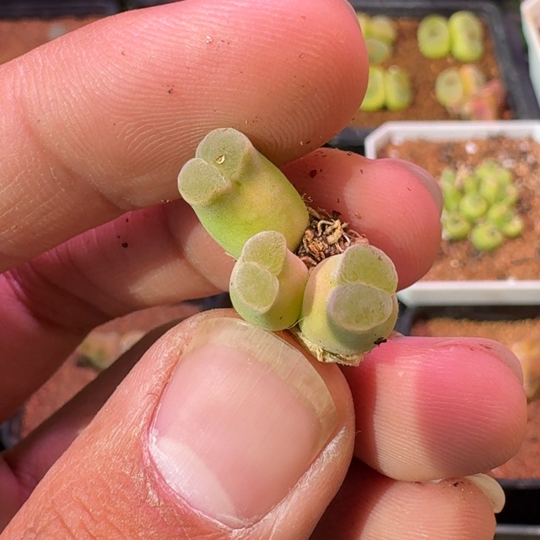 云缦精品番杏24.37 粉绒窗佛肚