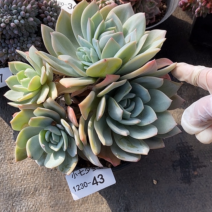 小七夕多肉凤橙43