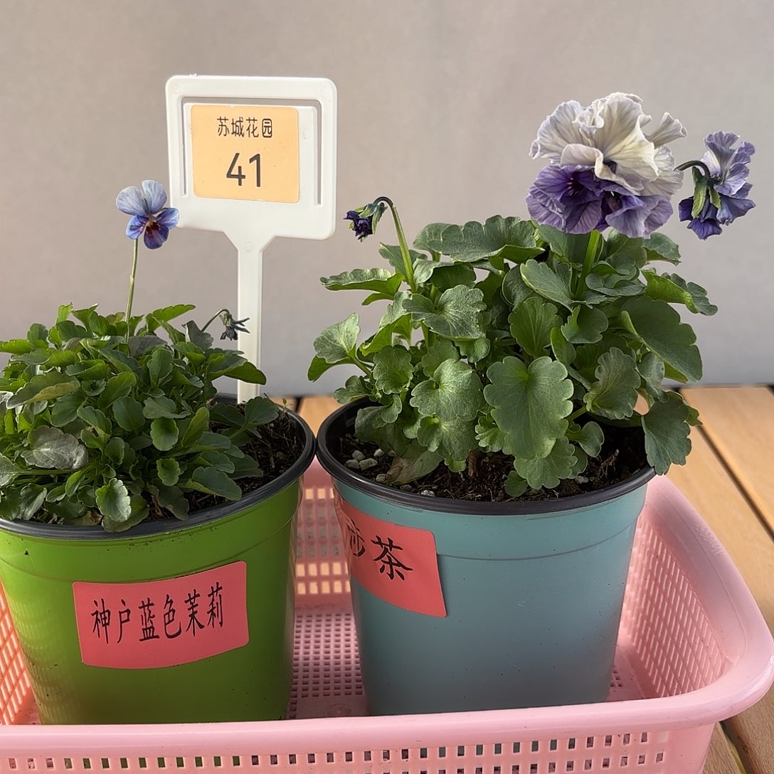 大部分开放少量花苞41