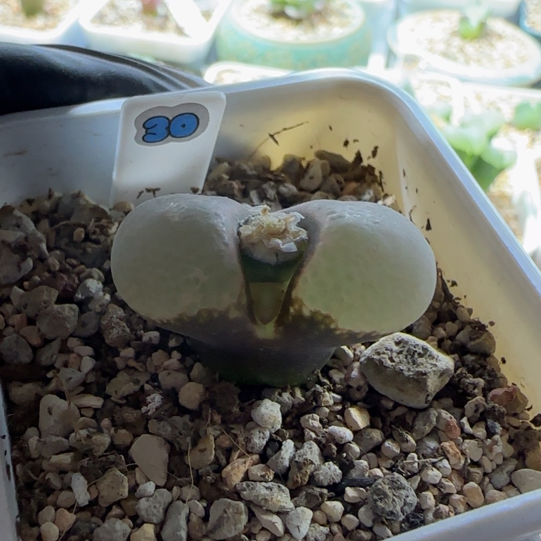 风铃玉 漏一个 3.0cm。   