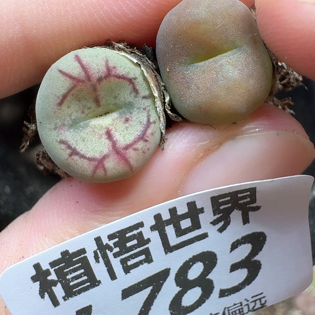 多肉植物的润泽地ff