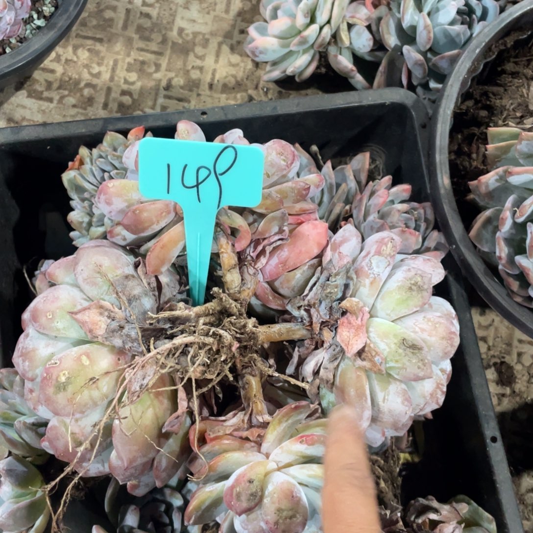 星影缀化多头群生149