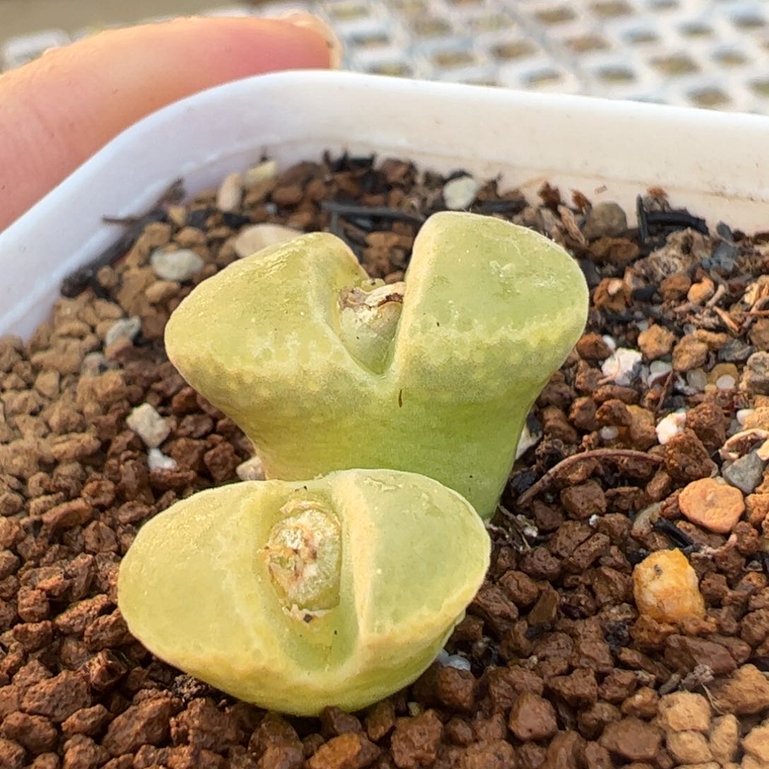 特价粉风铃多肉植物百科