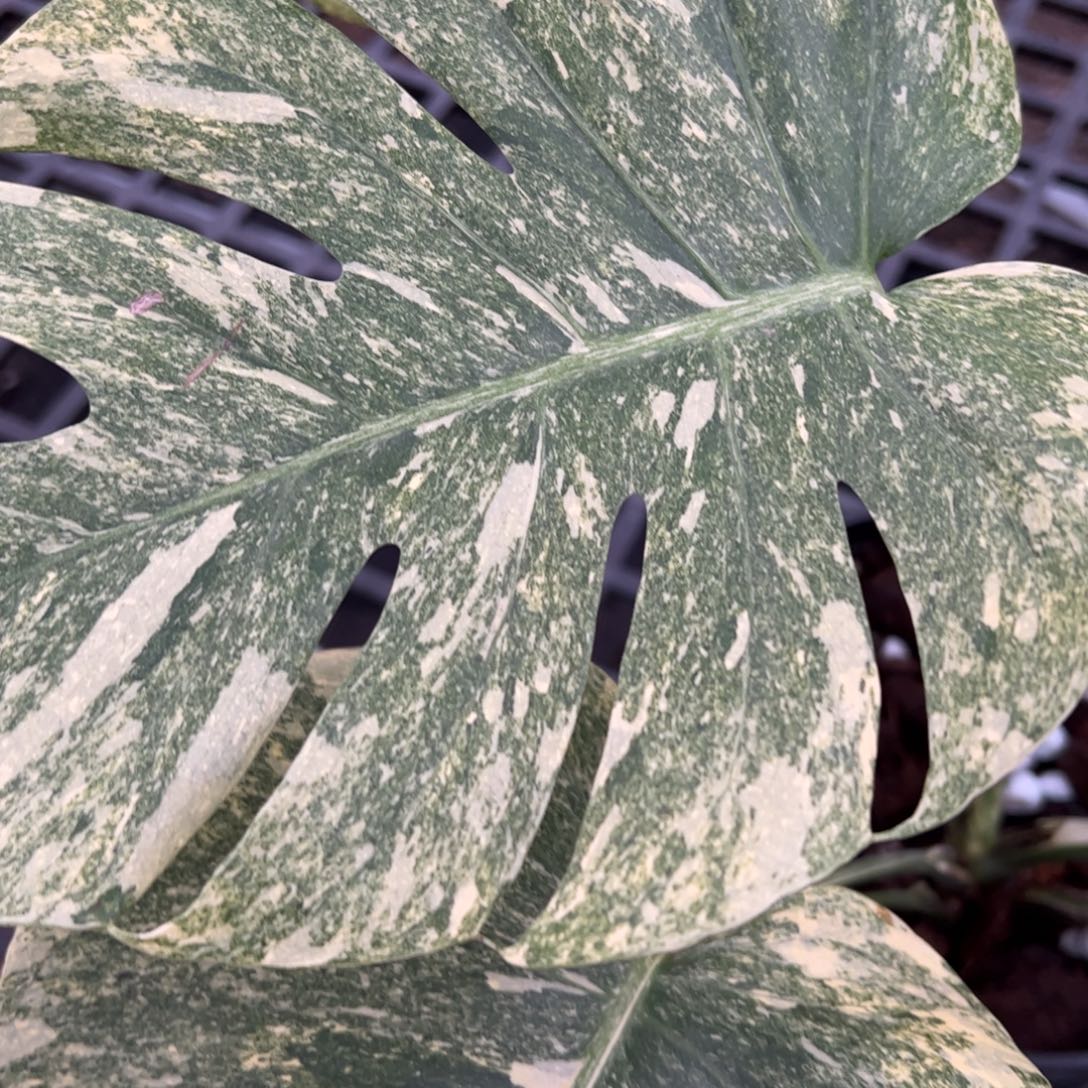 完全开放遗迹一叶一芽