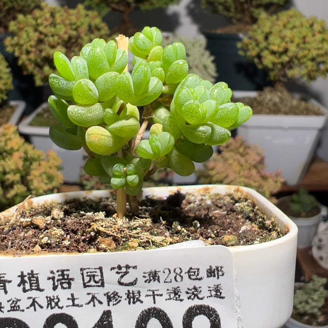 D3108元宝一物一拍