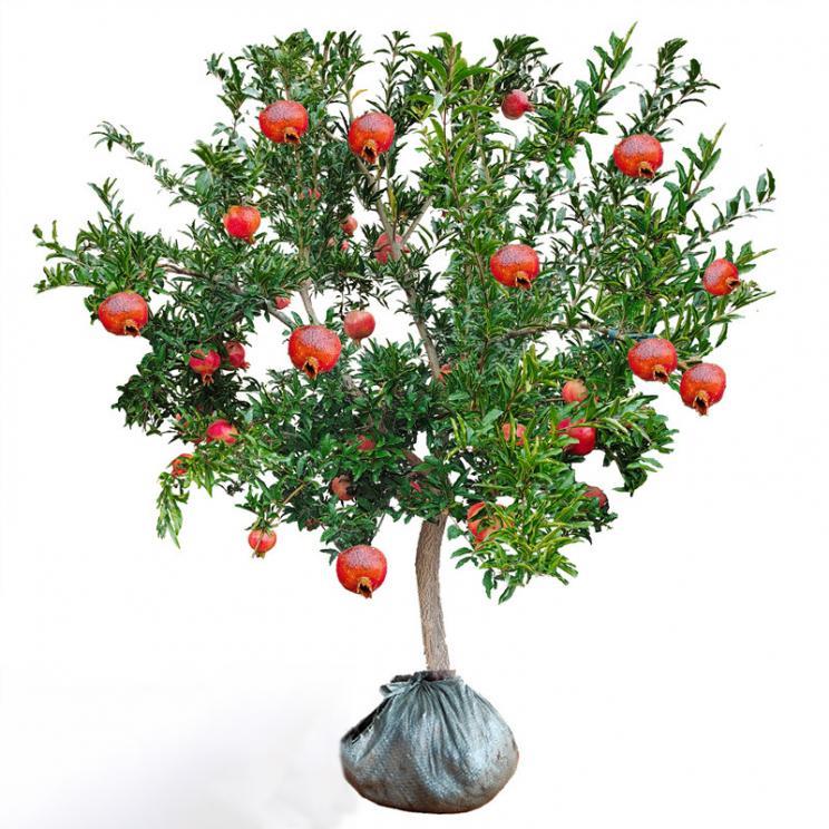 石榴树苗突尼斯软籽石榴苗盆栽地栽南北方种植当年结果石榴苗