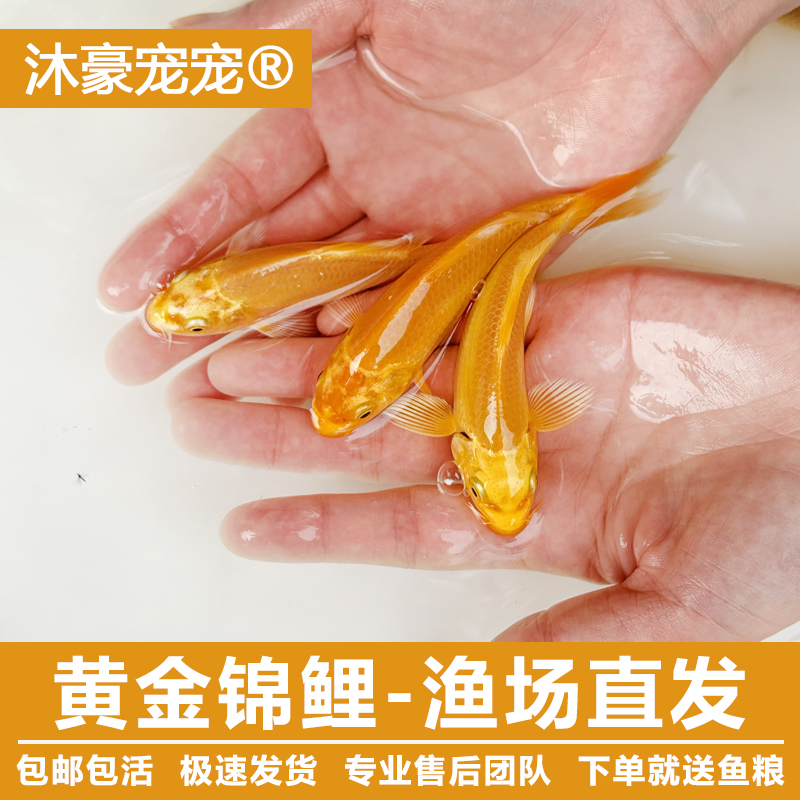 沐豪宠宠【运营推荐】优选黄金锦鲤活鱼冷水养殖耐养不挑食渔场直销