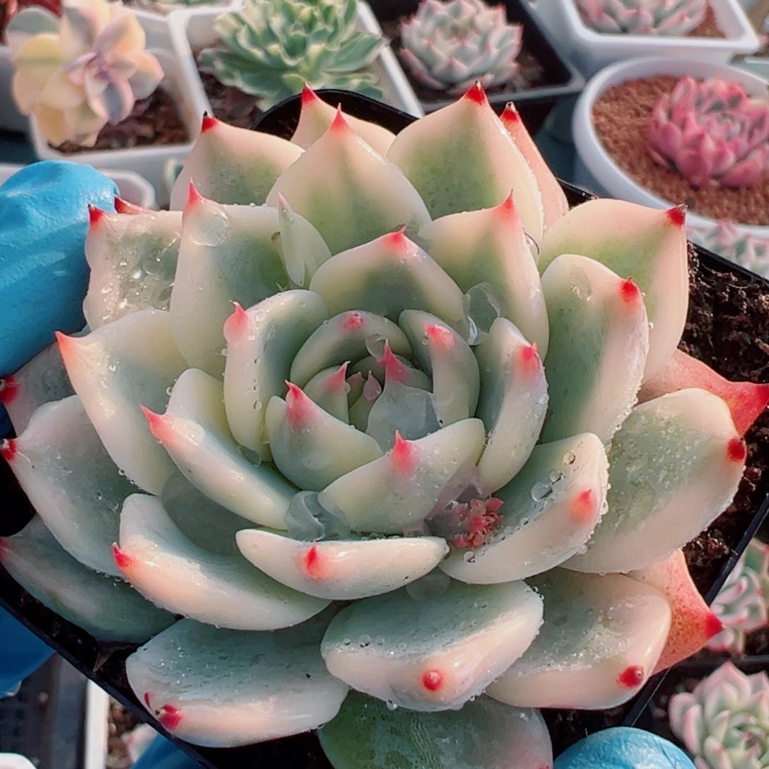 吉娃娃锦，覆轮锦