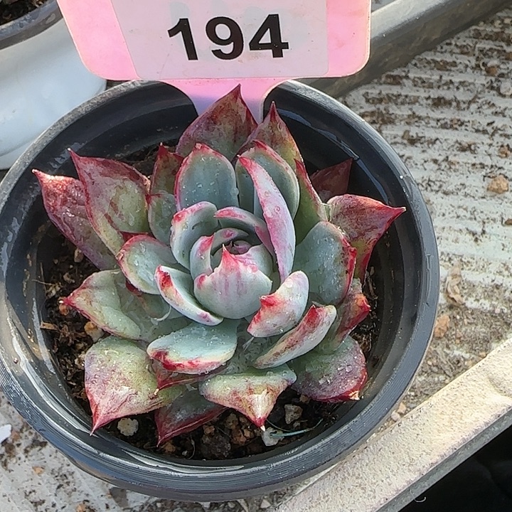 194 惊鸿仙子多肉植物6-9cm