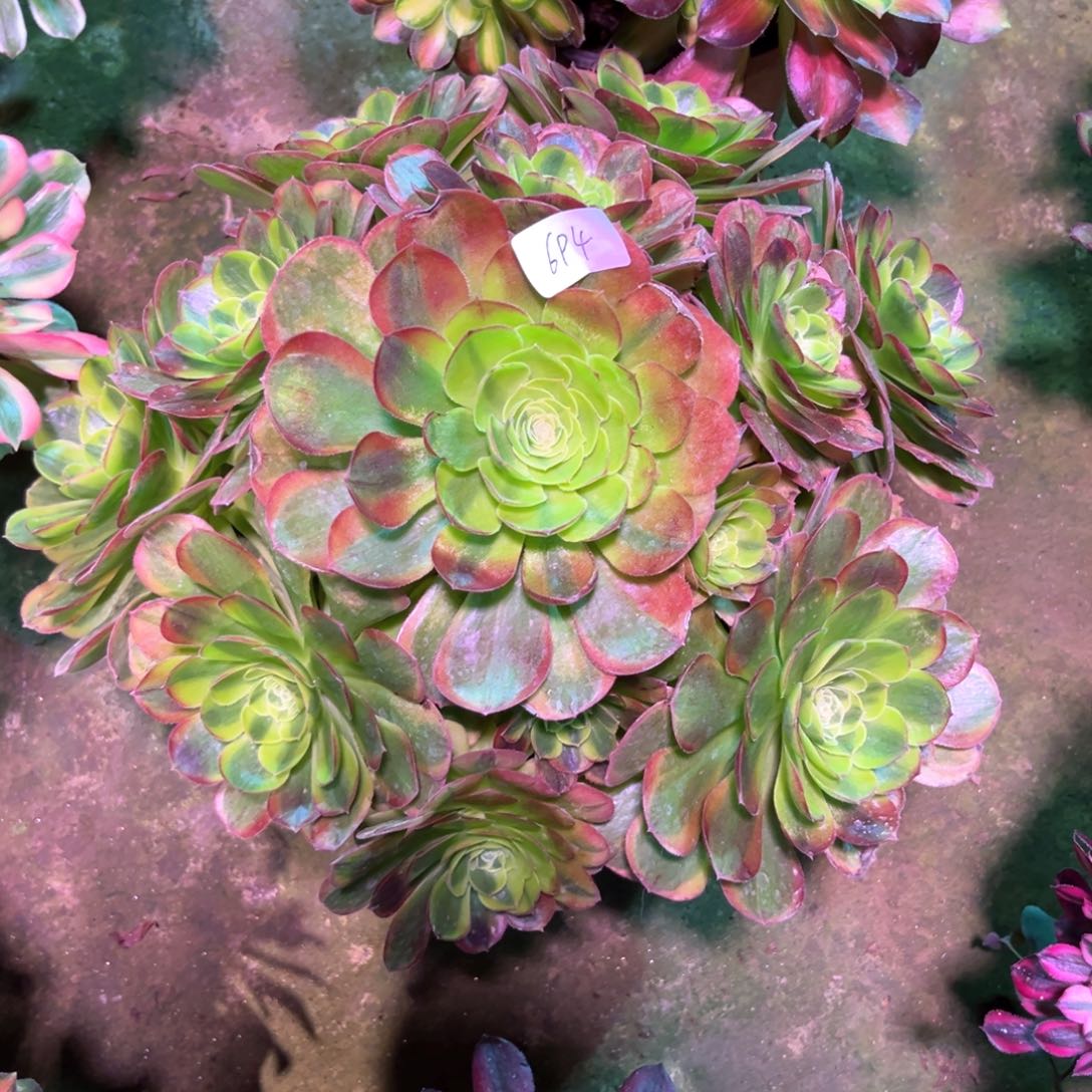 多肉植物奶白694