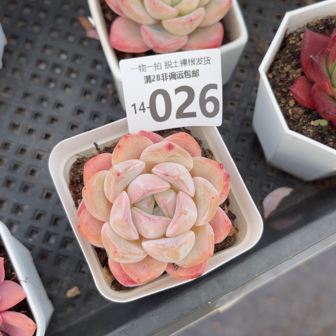 雪厚多肉多肉多肉