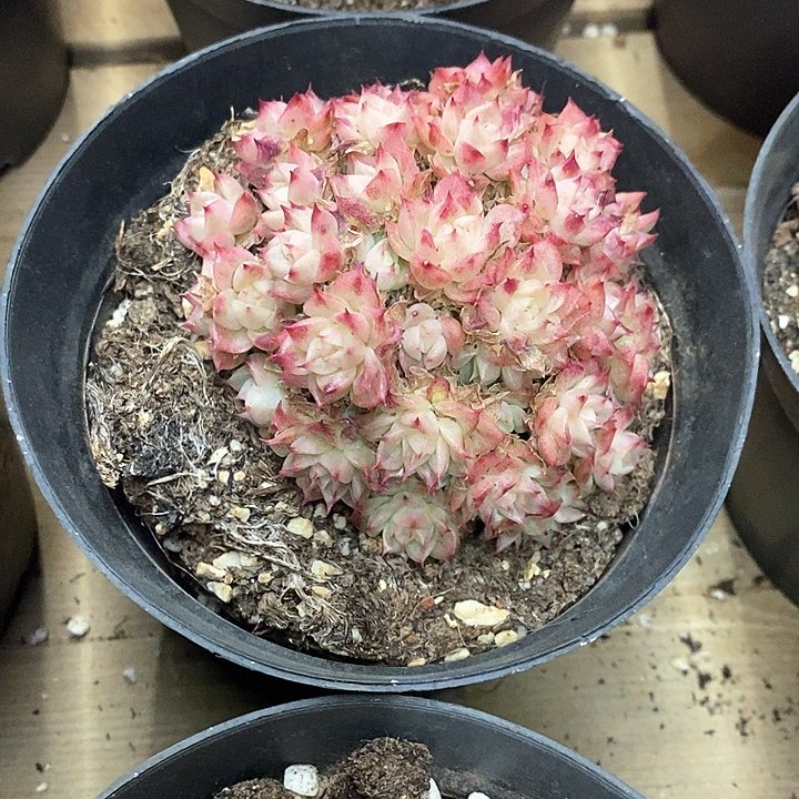 75。绿油麦杆。不包整