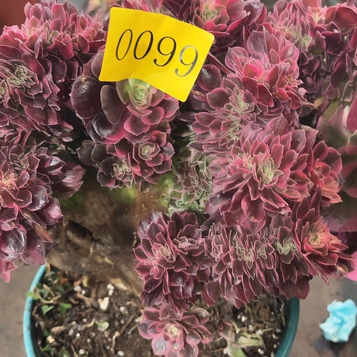 多肉植物福利0099