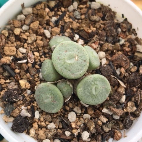 多肉肉锥 毛纽扣