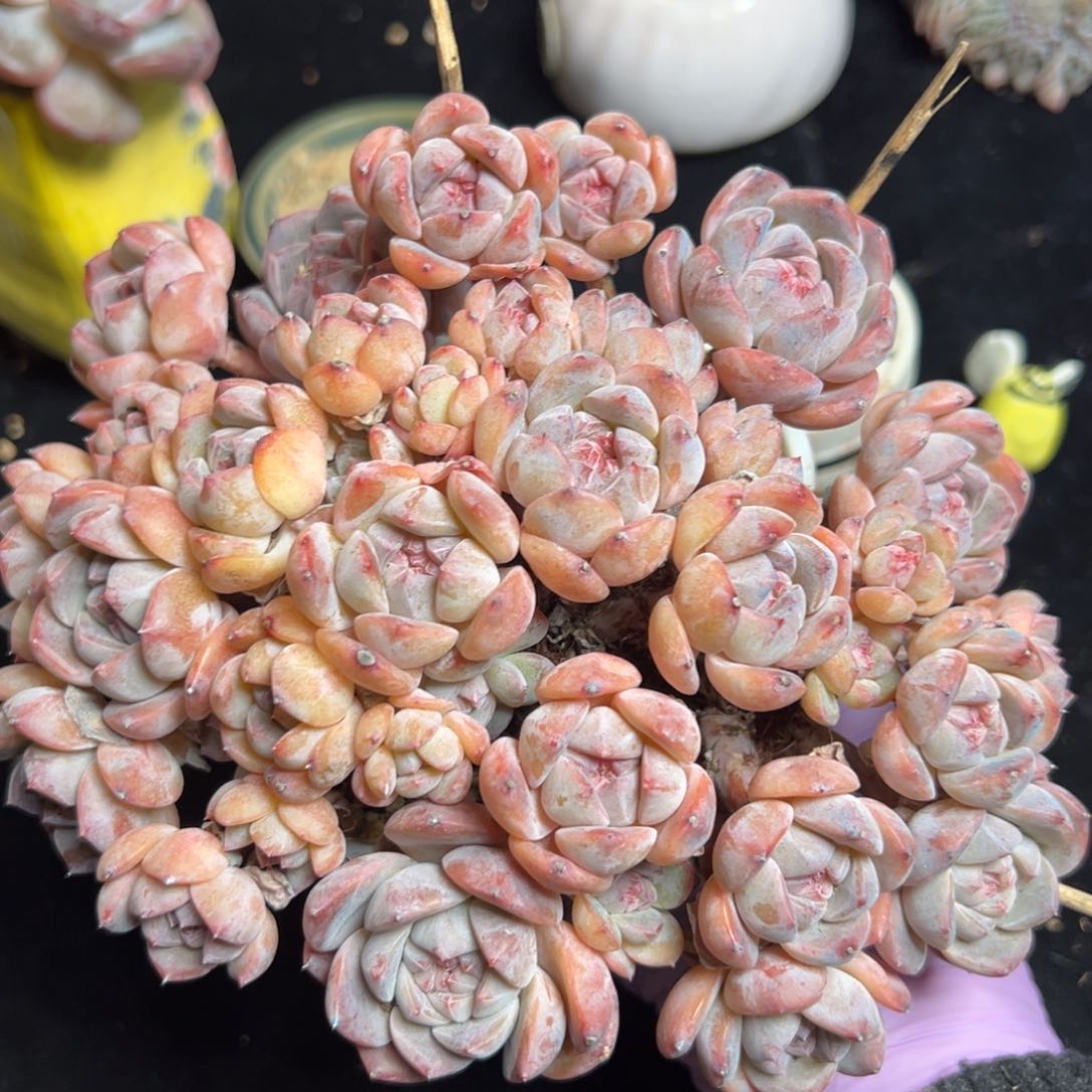 厚梦 新年快乐 新年快乐